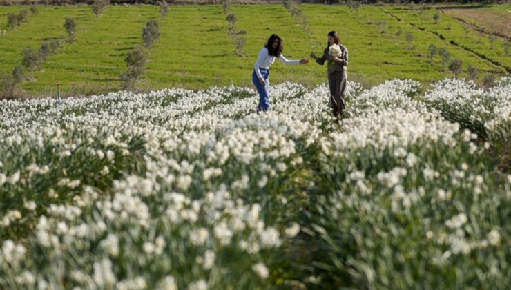 Antalya’da hasadın sonu geldi: Daha iyi nefes almak için birebir