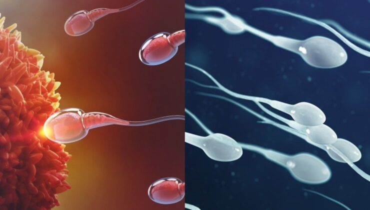 Araştırma: Sperm kalitesi yüksek olan erkekler daha uzun yaşıyor