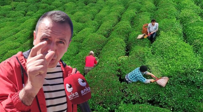 Çay üreticisi böyle isyan etti! “Bir paket cips kadar değerimiz yok mu?”