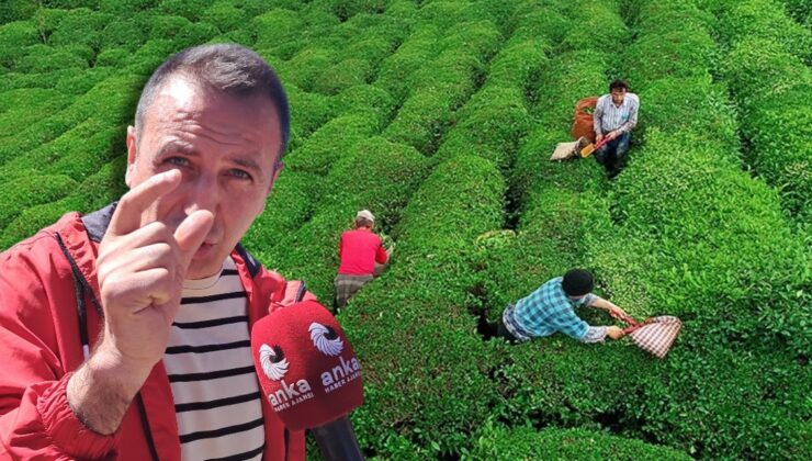 Çay üreticisi böyle isyan etti! “Bir paket cips kadar değerimiz yok mu?”