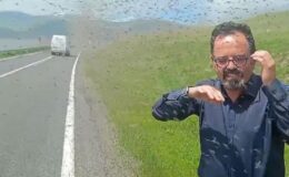 Çıldır Gölü çevresinde ‘yeşil sinek’ istilası: Sürücüler güçlükle ilerledi