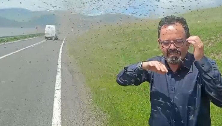 Çıldır Gölü çevresinde ‘yeşil sinek’ istilası: Sürücüler güçlükle ilerledi