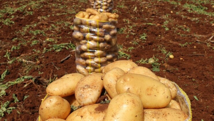 Patates tarlada, çiftçi borçta: Zincir marketler ve tarım politikaları Çukurova’yı vuruyor