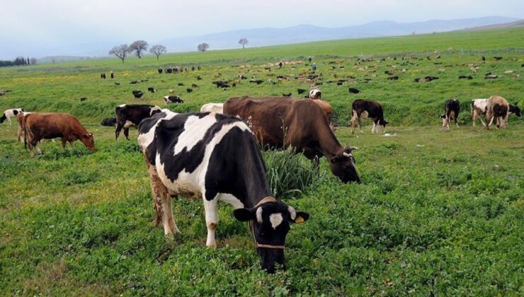 Resmi Gazete’de yayımlandı: Mera alanlarına düzenleme