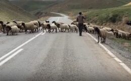 Vanlı besici: “Kurban Bayramı olsa ne olmasa ne, adam alamıyor ki”