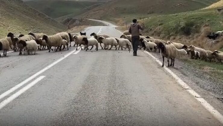 Vanlı besici: “Kurban Bayramı olsa ne olmasa ne, adam alamıyor ki”