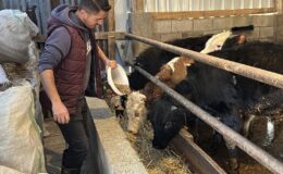 Çiftçi zorda besici göç ediyor: ‘Bölgesel değil il bazlı teşvik gerekli’
