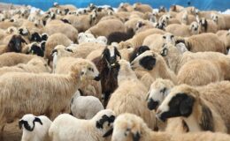 Kurban bayramında kaç kurbanlık satıldı?