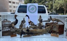 Afyonkarahisar’da hayvan tahnitleri ele geçirildi