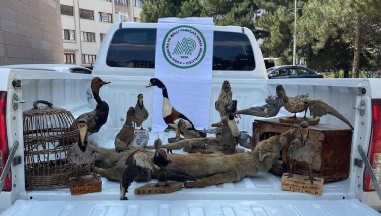 Afyonkarahisar’da hayvan tahnitleri ele geçirildi