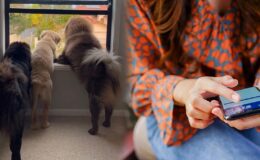 Köpeklerini Instagram'a yükledi: 2 milyon TL kaybetti