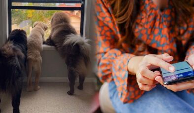 Köpeklerini Instagram'a yükledi: 2 milyon TL kaybetti