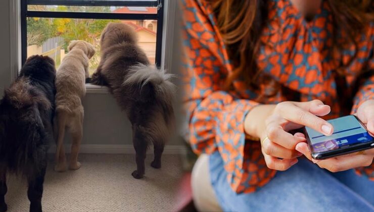 Köpeklerini Instagram'a yükledi: 2 milyon TL kaybetti