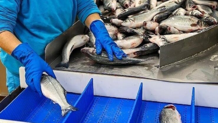 Türkiye su ürünleri ihracatında 6 ayda rekor kırdı