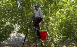 Elma diyarında hasat başladı: ‘Yüzde 80 kayıp’