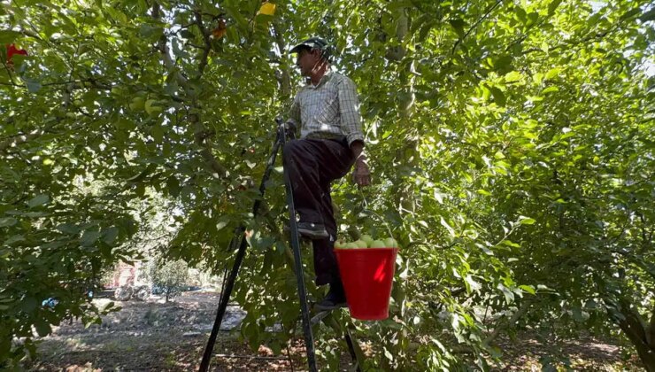 Elma diyarında hasat başladı: ‘Yüzde 80 kayıp’