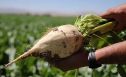 Şeker pancarı alım fiyatı belli oldu