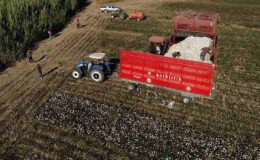 40 bin dekar alanda üretiliyor: Beyaz altın olarak biliniyor