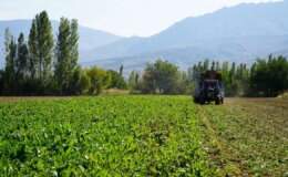 Mart ayında ekilmişti,  Erzincan’ın bereketli topraklarında hasat başladı!