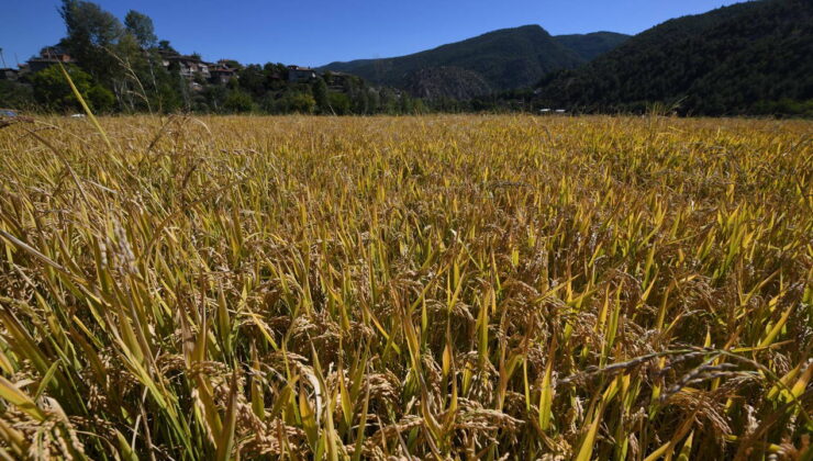 ‘Sarıkılçık’ hasadı devam ediyor: Rekolte düşük…