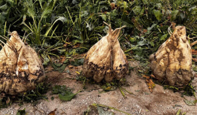 Tarlasını eken çiftçi şoke oldu, her biri 24 kilo!