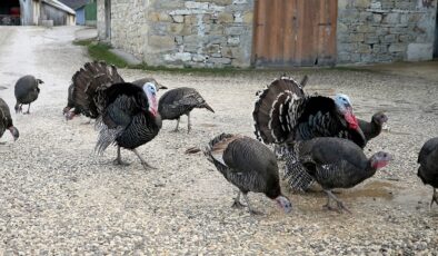 Yılbaşı hindisinin fiyatı uçtu: Tanesi 3 bin 500 liradan başlıyor